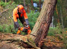 Best Tree Disease Treatment  in Mahopac, NY